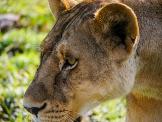Naklejka premium Close encounter with a lioness (Panthera leo) passing the safari vehicle at very close range in Serengeti Nationalpark