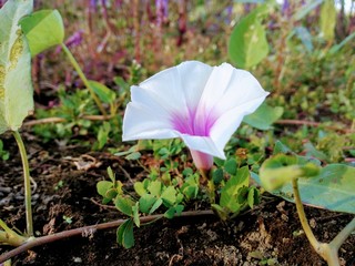 Best nature photos,cat,sky,river, flowers etc