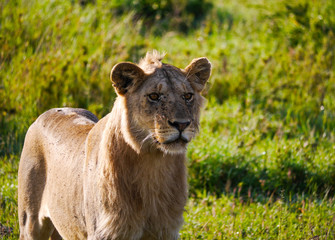 Fototapeta na wymiar Juvenile lion (Panthera leo) standing up and watches the pride move in Serengeti Nationalpark