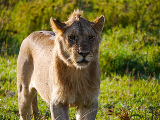 Juvenile lion (Panthera leo) standing up and watches very careful the pride move in Serengeti Nationalpark