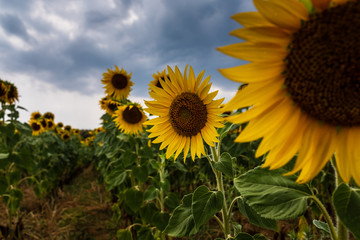 Close-up view of a sunflowers field in Catalonia, Spain.