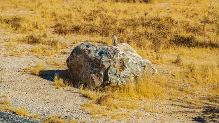 ein Streifenhörnchen was auf einem Stein in der Natur sitzt