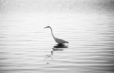great blue heron in water