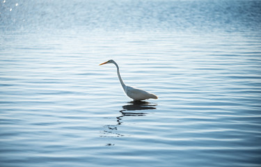 great blue heron in the water