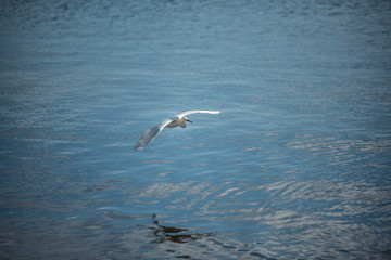 seagull in flight