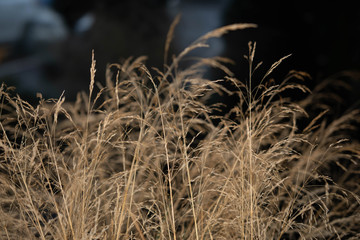 Fototapeta premium spikelets on the black background