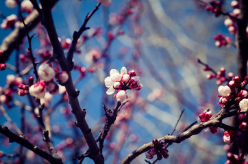 Blooming white flowers apricot tree in spring against a blue sky
