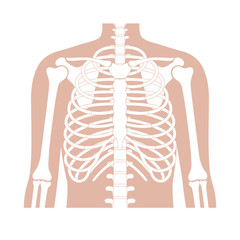 Human rib cage anatomy