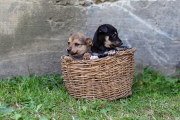 puppies in a wicker basket on the grass