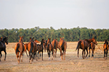 Troupeau des chevaux au pré