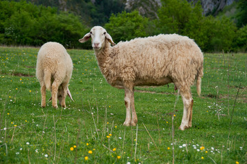 Obraz premium Livestock, Pyrenees, Spain