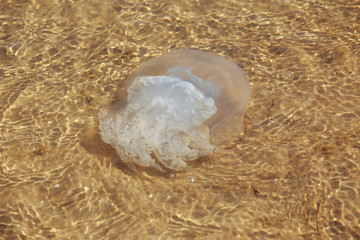 Jellyfish with tentacles © deviddo