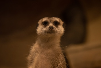 meerkat looking at you