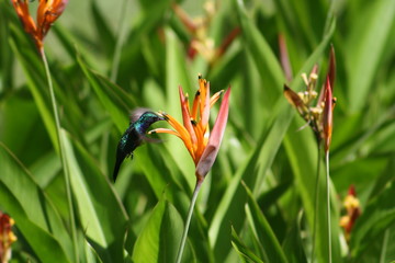 humming-bird Kolibri