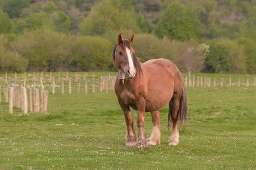 Obraz premium Navarre horses, Pyrenees Navarre, Spain