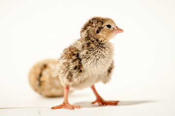 Red legged partridge newborn. Spain
