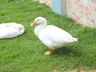 Ducks