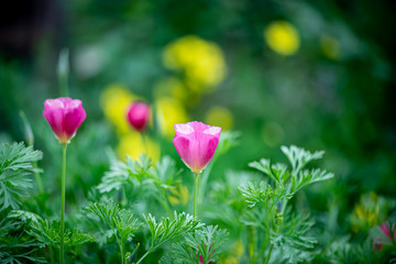 Fusia colored California Poppy blooms in a lush garden