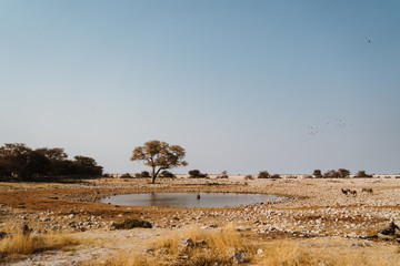 Africa national park with oryx, giraffes, zebras drinking from waterhole