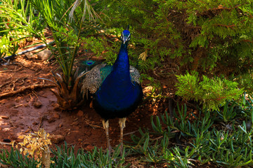Obraz premium ein leuchtend blauer Pfau steht zwischen verschiedenen Pflanzen