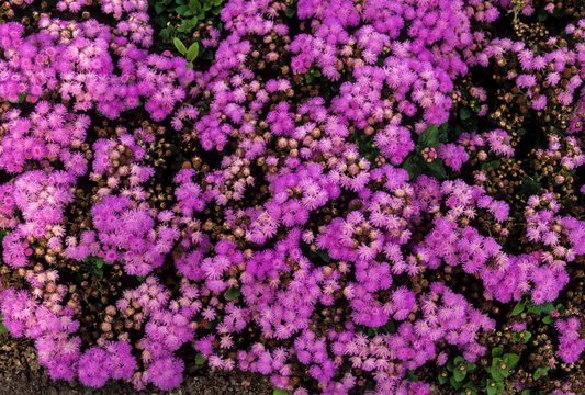 Ag&eacute;rate, Ageratum houstonianum, variete Blazer