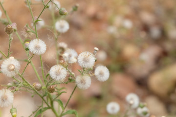 Sensitive focus Little ironweed flowers or white flowers with blur background. Soft focus beautiful real flowers from the nature.