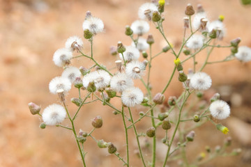 Sensitive focus Little ironweed flowers or white flowers with blur background. Soft focus beautiful real flowers from the nature.