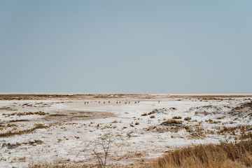 daytime desert landscape from famous Etosha pan in Namibia