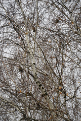 Waxwing (lat. Bombycilla garrulus) flew in and sat on a birch. A tree without leaves. Spring landscape. Vertical photo.