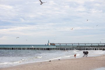 Dogs chasing seagulls on the beach