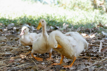 The baby goose sit down and rest in summer at farm garden,thailand
