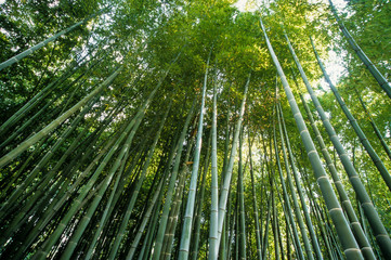 Fototapeta na wymiar Bambou doré, Phyllostachys aurea