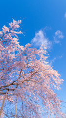 青空と桜　縦