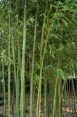 Bambou doré, Phyllostachys aurea