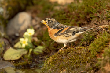 adulto di peppola maschio su muschio con sfondo di primula