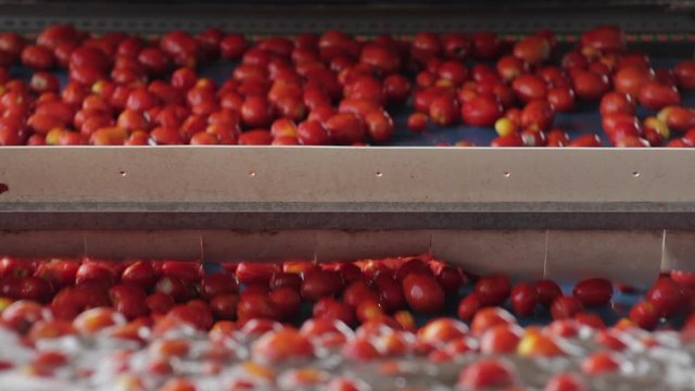 Tomatoes production line: tomatoes processed in a factory, United States