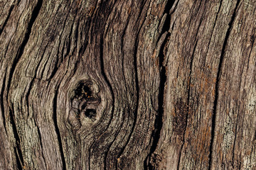 Fototapeta premium Dry old wooden, background. natural wood. Wood texture