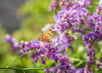 The butterfly on a flower in sunlight