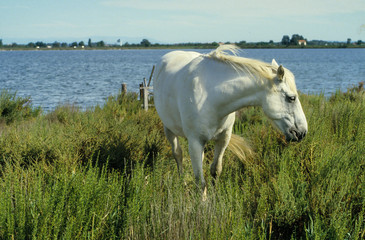 Cheval, race camarguais