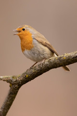 Pettirosso canta in inverno sul ramo