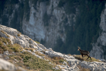 chamois in mountains