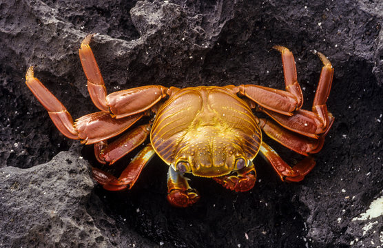 crabe zayapa, crabe rouge , Archipel des Galapagos, Equateur
