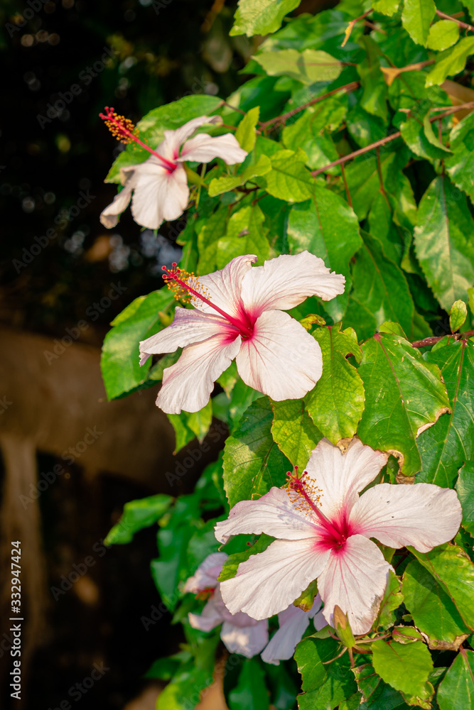 Canvas Prints Nature in Syracuse Italy (Sicily)