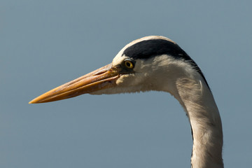 Héron cendré, Ardea cinerea, Grey Heron