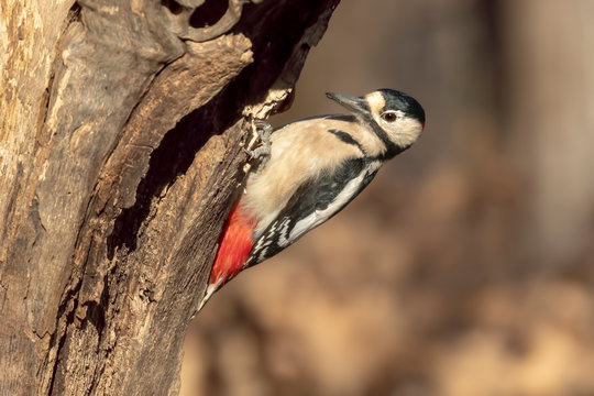 picchio rosso maggiore su tronco