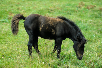 Poney, race Shetland, Equus caballus, Iles Shetland, Grande Bretagne