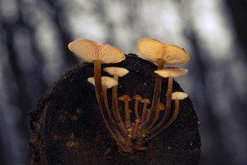 Mushroom, photo Czech Republic, Europe