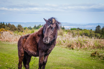 Dartmoor ponies in the wild, Devon