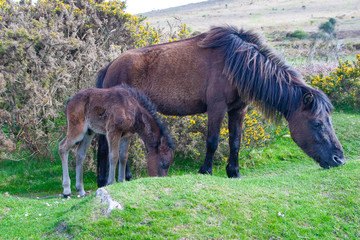 Naklejka na ściany i meble Dartmoor pony with foal, Devon