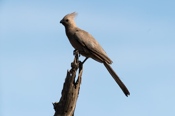 Touraco concolore,.Corythaixoides concolor, Grey Go away bird